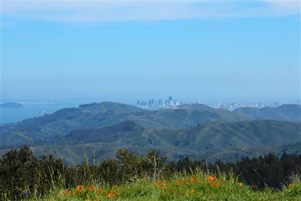 Mount Tamalpais State Park (SP) (3/9/2016 - Credits: Photo courtesy of Marin Convention & Visitors Bureau)