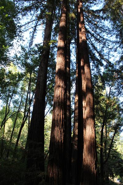 Samuel P. Taylor State Park (SP) (3/9/2016 - Credits: Photo courtesy of Marin Convention & Visitors Bureau)