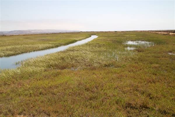 Tijuana Estuary NP Point of Interest /  State Park (SP) - Photo courtesy of Josh McNair, californiathroughmylens.com (3/24/2016 - Credits: Photo courtesy of Josh McNair, californiathroughmylens.com)