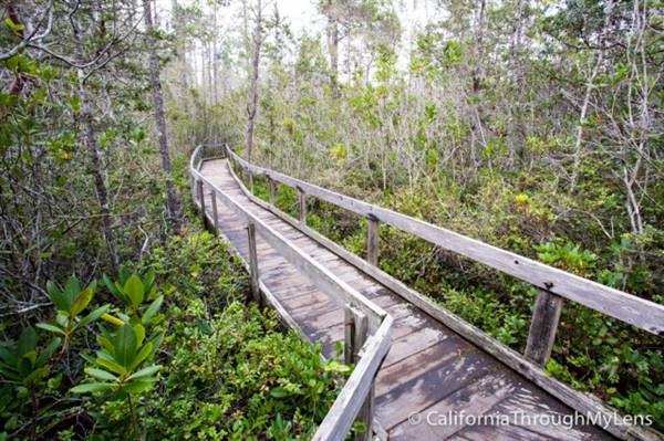 Van Damme State Park (SP) / Beach / Pygmy Forest / Fern Canyon Trail / Spring Ranch Trail - Fern Canyon Trail (3/24/2016 - Credits: Photo courtesy of Josh McNair, californiathroughmylens.com)