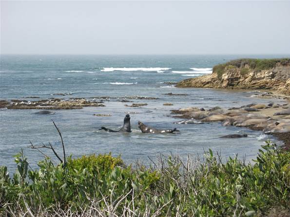 Año  Nuevo State Park (SP) - Photo courtesy of Tim Sartoris (4/7/2016 - Credits: Photo courtesy of Tim Sartoris)