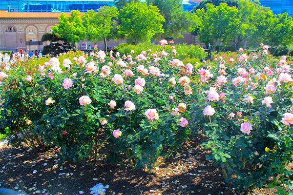 Exposition Park Rose Garden (4/15/2012 - Credits: By MikeJiroch (Own work) [CC BY-SA 3.0 (http://creativecommons.org/licenses/by-sa/3.0)], via Wikimedia Commons)