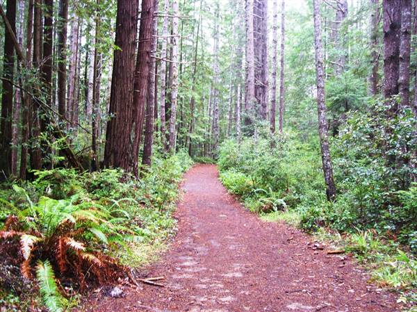 Van Damme State Park (SP) / Beach / Pygmy Forest / Fern Canyon Trail / Spring Ranch Trail (11/18/2007 - Credits: "Vandamme082" by Matthew High (CC BY-NC 2.0) [https://creativecommons.org/licenses/by-nc/2.0/] https://www.flickr.com/photos/matthigh/)