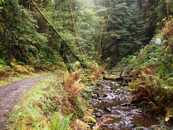 Van Damme State Park (SP) / Beach / Pygmy Forest / Fern Canyon Trail / Spring Ranch Trail (11/18/2007 - Credits: "Vandamme0005" by Matthew High (CC BY-NC 2.0) [https://creativecommons.org/licenses/by-nc/2.0/] https://www.flickr.com/photos/matthigh/)