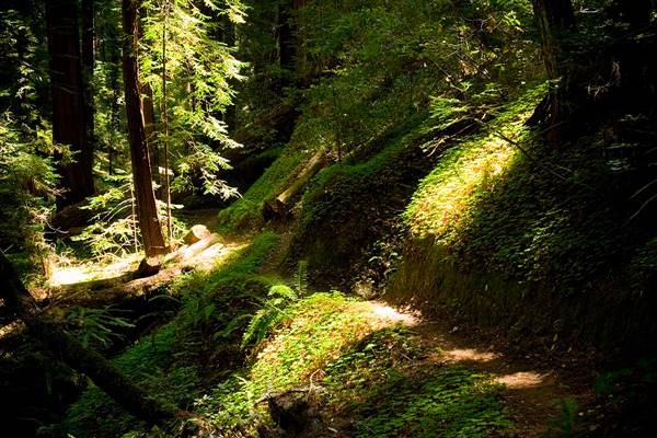 Portola Redwoods State Park (SP) (8/17/2008 - Credits: "Portola Redwoods" by Flickr User: Shalaco (CC BY-NC-ND 2.0) [https://creativecommons.org/licenses/by-nc-nd/2.0/legalcode] https://www.flickr.com/photos/shalaco/)