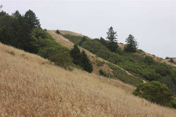 Samuel P. Taylor State Park (SP) (7/20/2008 - Credits: "Hiking in Samuel P. Taylor State Park" by Miikka Skaffari (CC BY-NC 2.0) [https://creativecommons.org/licenses/by-nc/2.0/legalcode] https://www.flickr.com/photos/miikka_skaffari/)