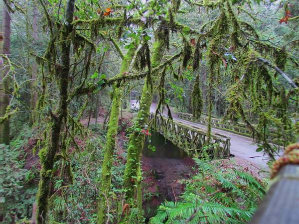 Forest of Nisene Marks State Park (SP), The (3/15/2011 - Credits: "Steel Bridge" Image by Flickr User: L*E*O (CC BY-NC 2.0)[https://creativecommons.org/licenses/by-nc/2.0/legalcode]https://www.flickr.com/photos/leoleson/)