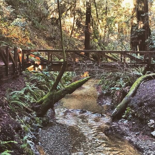 Armstrong Redwoods State Natural Reserve (SNR) (12/27/2014 - Credits: "Folk album cover #armstrong #redwood #cali#walkinthewoods" by Rocky Chang (CC BY-NC 2.0) [https://creativecommons.org/licenses/by-nc/2.0/legalcode]https://www.flickr.com/photos/rawksteadi/)