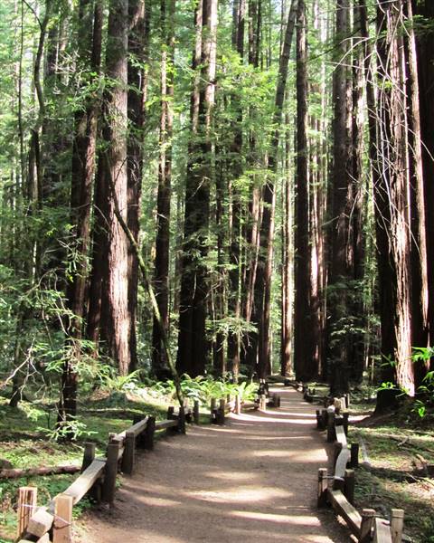 Armstrong Redwoods State Natural Reserve (SNR) (7/6/2013 - Credits: "Armstrong Redwoods" By Lori Holder-Webb (CC By-NC-ND 2.0)[https://creativecommons.org/licenses/by-nc-nd/2.0/legalcode]https://www.flickr.com/photos/lori_holder/)