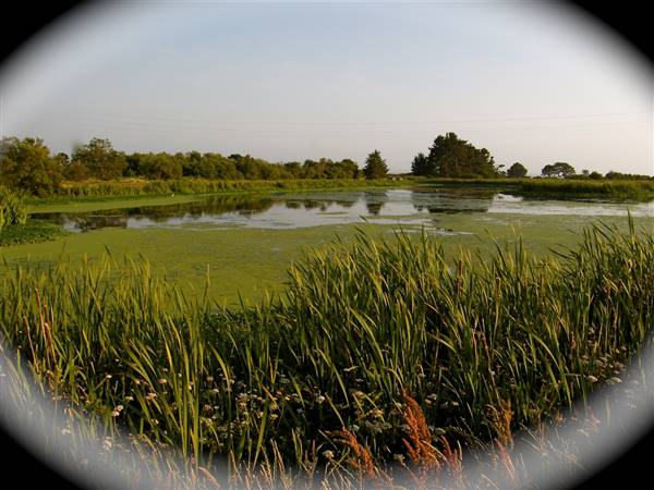 Arcata Marsh and Wildlife Sanctuary (6/26/2008 - Credits: "Arcata Marsh" by Flicker User: Humboldthead (CC BY 2.0)[https://creativecommons.org/licenses/by/2.0/legalcode]https://www.flickr.com/photos/humboldthead/)