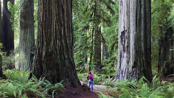 Redwood National & State Parks (7/29/2013 - Credits: "Foothill Trail in Redwoods National Park" by Richard Stenger / Redwoods HCCVB (CC BY 2.0) [https://creativecommons.org/licenses/by/2.0/legalcode]http://redwoods.info/)