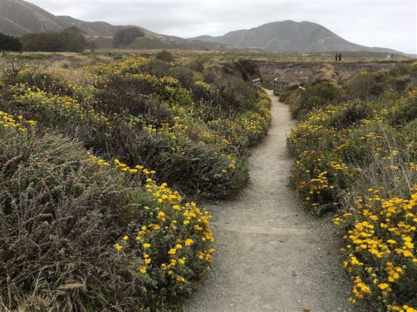 Montana de Oro State Park (SP) (6/12/2016 - Credits: "Trail to Corallina Cove" by Joyce Cory (CC BY 2.0)[https://creativecommons.org/licenses/by/2.0/legalcode]https://www.flickr.com/photos/docentjoyce/)