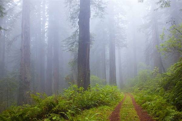 Del Norte Coast Redwoods State Park (SP) within the Redwood National and State Parks (8/4/2016 - Credits: Photograph courtesy of David Baselt - http://www.redwoodhikes.com/DelNorte/DelNorte.html)