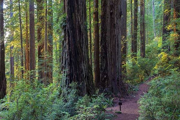 Del Norte Coast Redwoods State Park (SP) within the Redwood National and State Parks (8/4/2016 - Credits: Photograph courtesy of David Baselt - http://www.redwoodhikes.com/DelNorte/DelNorte.html)