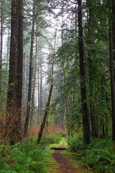 Del Norte Coast Redwoods State Park (SP) within the Redwood National and State Parks (8/4/2016 - Credits: Photograph courtesy of David Baselt - http://www.redwoodhikes.com/DelNorte/DelNorte.html)