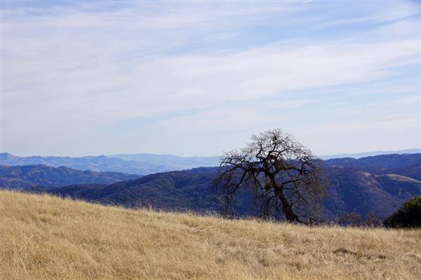 Henry W. Coe State Park (SP) (12/4/2011 - Credits: "2011-12-04 Morgan Hill, Henry W. Coe State Wilderness Park 006.jpg" by Allie Caulfield (CC BY 2.0)[https://creativecommons.org/licenses/by/2.0/legalcode]https://www.flickr.com/photos/wm_archiv/)