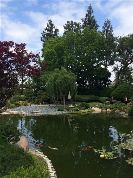 Earl Burns Miller Japanese Garden - California State University Long Beach - CSULB (5/15/2016 - Credits: "Untitled" by Sergei Gussev (CC BY 2.0)[https://creativecommons.org/licenses/by/2.0/legalcode]https://www.flickr.com/photos/sergeigussev/)