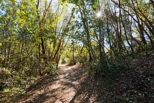 Robert Louis Stevenson State Park (SP) (2/14/2015 - Credits: "Palisades Trail at Robert Louis Stevenson State Park 01" by Harminder Dhesi (CC BY-NC-ND 2.0)[https://creativecommons.org/licenses/by-nc-nd/2.0/legalcode] https://www.flickr.com/photos/harmyd/)