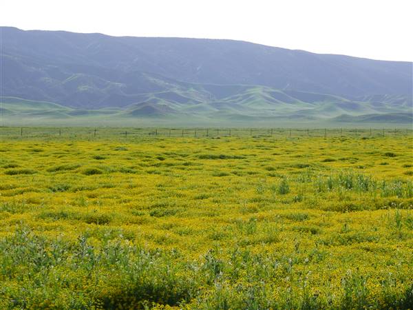 Carrizo Plain National Monument (3/20/2010 - Credits: "Carrizo Plain" by Bill Ward (CC BY 2.0)[https://creativecommons.org/licenses/by/2.0/legalcode] https://www.flickr.com/photos/billward/)