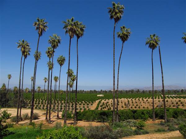 California Citrus State Historic Park (SHP) (3/24/2013 - Credits: "California Citrus State Historic Park" by Flickr User: Jasperdo (CC BY-NC-ND 2.0)[https://creativecommons.org/licenses/by-nc-nd/2.0/legalcode]https://www.flickr.com/photos/mytravelphotos/)