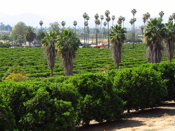 California Citrus State Historic Park (SHP) (3/24/2013 - Credits: "California Citrus State Historic Park" by Flickr User: Jasperdo (CC BY-NC-ND 2.0)[https://creativecommons.org/licenses/by-nc-nd/2.0/legalcode]https://www.flickr.com/photos/mytravelphotos/)
