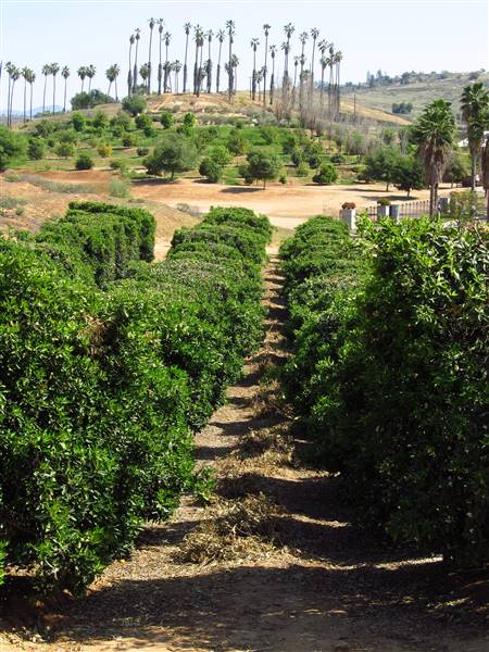 California Citrus State Historic Park (SHP) (3/24/2013 - Credits: "California Citrus State Historic Park" by Flickr User: Jasperdo (CC BY-NC-ND 2.0)[https://creativecommons.org/licenses/by-nc-nd/2.0/legalcode]https://www.flickr.com/photos/mytravelphotos/)