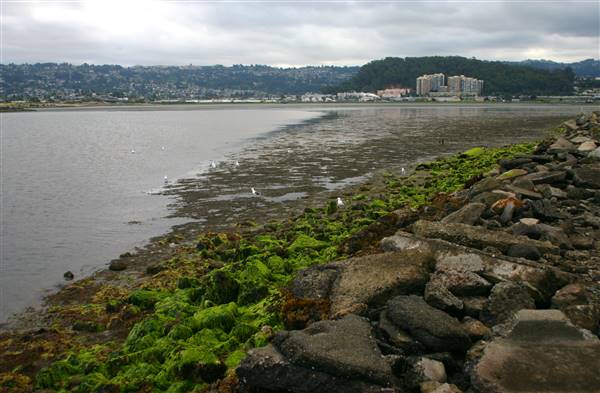 Albany State Marine Reserve - State Lands Commission (SLC) (6/24/2005 - Credits: "Shoreline" by Beej Jorgensen (CC BY-NC 2.0)[https://creativecommons.org/licenses/by-nc/2.0/legalcode] https://www.flickr.com/photos/beejjorgensen/)