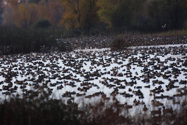 Gray Lodge Wildlife Area - California Department of Fish & Wildlife (CDFW) (11/25/2012 - Credits: "12-11 Black Friday Visitors Bugs Auto Route Waterfowl 075" by California Department of Fish and Wildlife (CC BY 2.0)[https://creativecommons.org/licenses/by/2.0/legalcode] https://www.flickr.com/photos/californiadfg/)