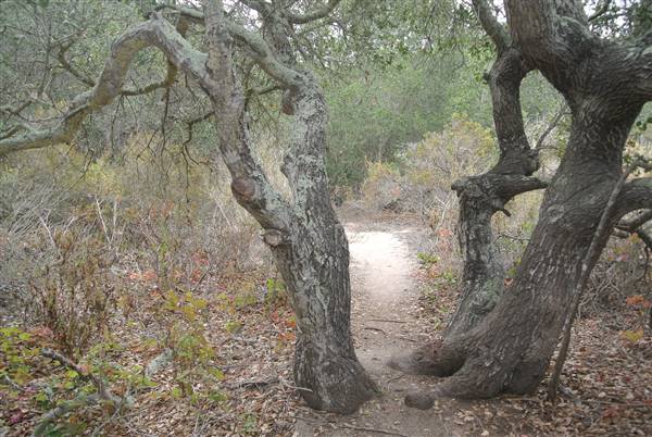 Burton Mesa Ecological Reserve - California Department of Fish & Wildlife (CDFW) (7/14/2014 - Credits: "Burton Mesa 017" by Janice Mackey for CDFW (CC BY 2.0)[https://creativecommons.org/licenses/by/2.0/legalcode] https://www.flickr.com/photos/californiadfg/)