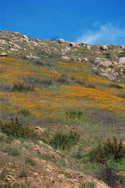 Blue Sky Ecological Preserve - City of Poway & California Department of Fish & Wildlife (CDFW) (2/28/2009 - Credits: "Hillside" by Kyle Mahan (CC BY-NC 2.0)[https://creativecommons.org/licenses/by-nc/2.0/legalcode] https://www.flickr.com/photos/kindofblue115/)