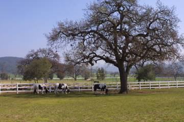 El Campeon Farms - Windy Hill Ranch (10/21/2016)