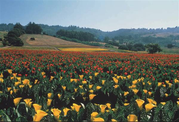 Salinas Valley (6/28/2017)