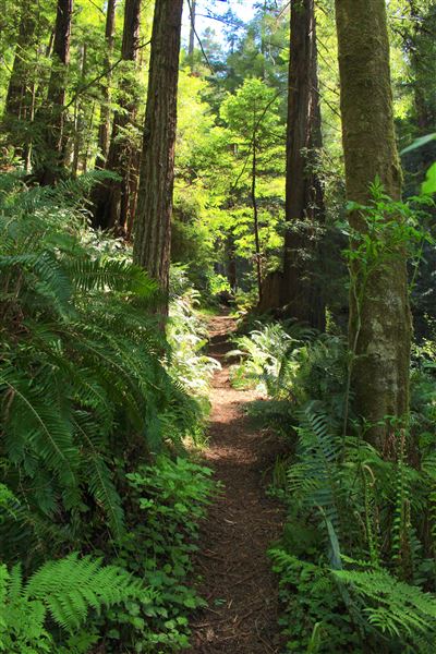 Russian Gulch State Park (SP) / Russian Gulch Bridge - Highway 1 - South Trail - One of the least traveled but accessable from mouth of Fern Canyon Trail. Has gullies filled with lush ferns, old redwood trees, and fallen logs. Far in, it eventually leads west toward a grove of dead Douglas Fir trees and then connects with South Headland Trail. (4/22/2018 - Credits: Kellen Lim)