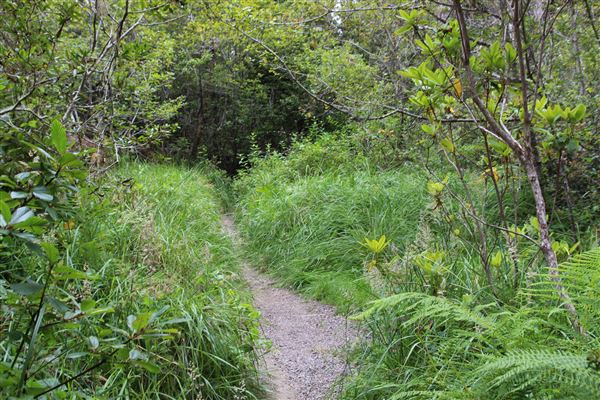Jug Handle State Natural Reserve (SNR) (7/8/2017 - Credits: Kellen Lim)