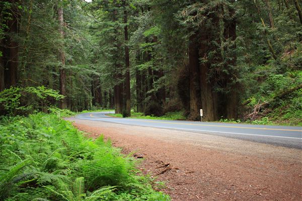 Navarro River Redwoods State Park (SP) (5/15/2018 - Credits: Kellen Lim)