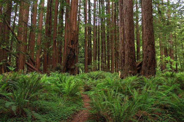 Navarro River Redwoods State Park (SP) (5/15/2018 - Credits: Kellen Lim)