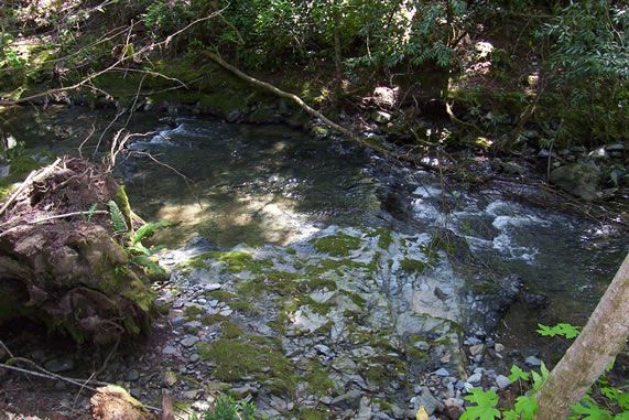 Alliance Redwoods Conference Grounds (7/25/2018)