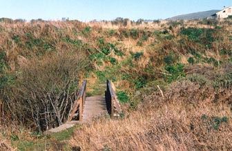 Furlong Gulch Beach (Sonoma Coast State Park) (7/25/2018)