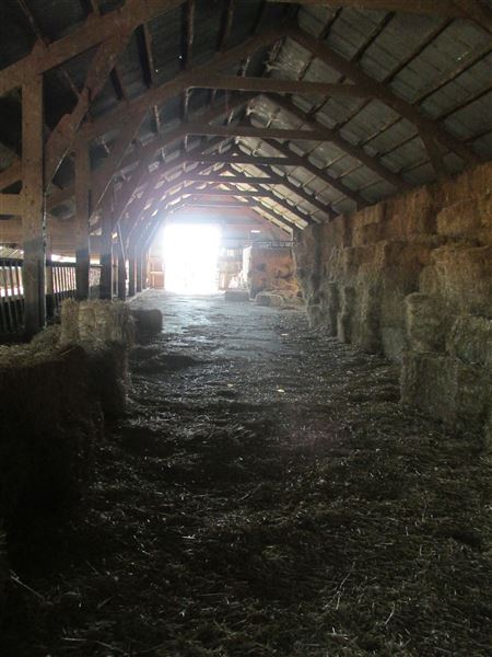 Maffia Dairy Ranch (7/25/2018)