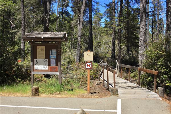 Van Damme State Park (SP) / Beach / Pygmy Forest / Fern Canyon Trail / Spring Ranch Trail - Pygmy Forest (6/1/2018 - Credits: Kellen Lim)