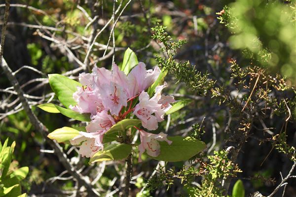 Van Damme State Park (SP) / Beach / Pygmy Forest / Fern Canyon Trail / Spring Ranch Trail - Pygmy Forest (6/1/2018 - Credits: Kellen Lim)
