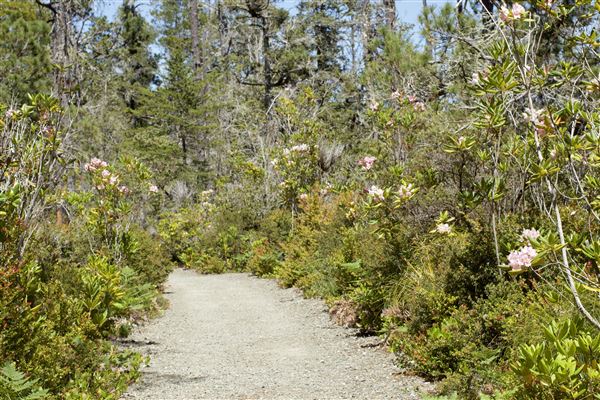 Van Damme State Park (SP) / Beach / Pygmy Forest / Fern Canyon Trail / Spring Ranch Trail - Fern Canyon Trail, way back to loop junction after 2 miles; blossoming rhododendrons (6/1/2018 - Credits: Kellen Lim)
