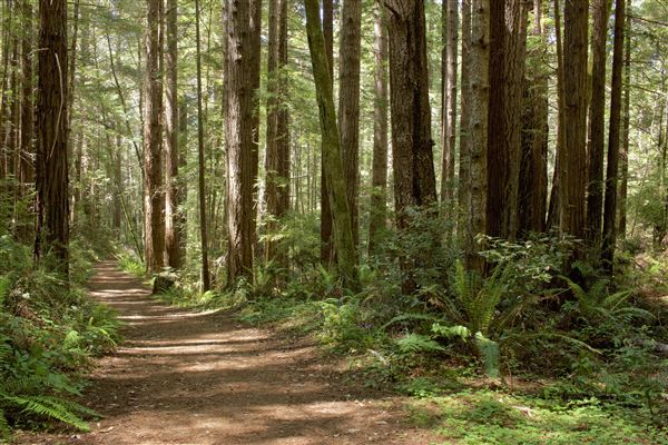 Van Damme State Park (SP) / Beach / Pygmy Forest / Fern Canyon Trail / Spring Ranch Trail - Young woodlands along Fern Canyon Trail (6/2/2018 - Credits: Kellen Lim)