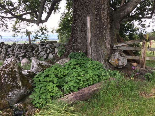 Bees Rock Ranch (5/22/2019)