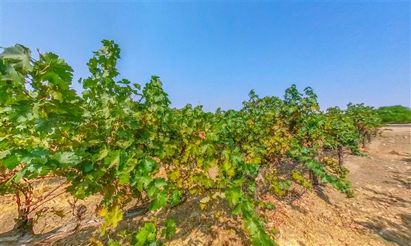 Agua Dulce Winery and Vineyards (9/23/2020 - Credits: Kevin Dole - Home3D.us - 818 568 8876)