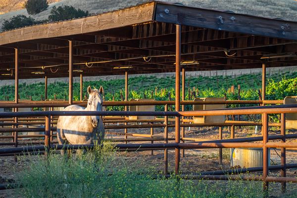 Oreana Winery & Vineyard - Fisco (9/1/2020 - Credits: Photos, Videos and 360° Virtual Tour by Kevin Dole - Home3D.us)
