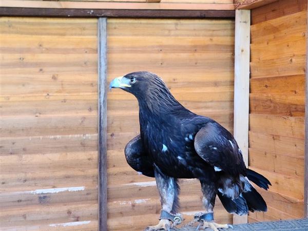 West Coast Falconry (4/11/2022 - Credits: Yuba Sutter Film Commission)