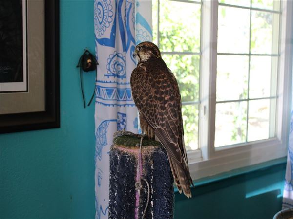 West Coast Falconry (4/11/2022 - Credits: Yuba Sutter Film Commission)