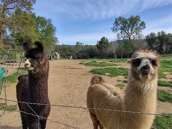 New Leaf Llama Farm (4/11/2022 - Credits: Yuba Sutter Film Commission)