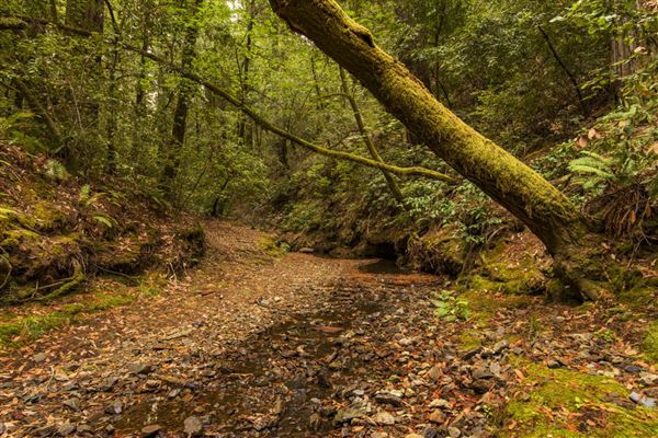 Mailliard Redwoods State Natural Reserve (SNR) (9/18/2017 - Credits: Brian Baer)
